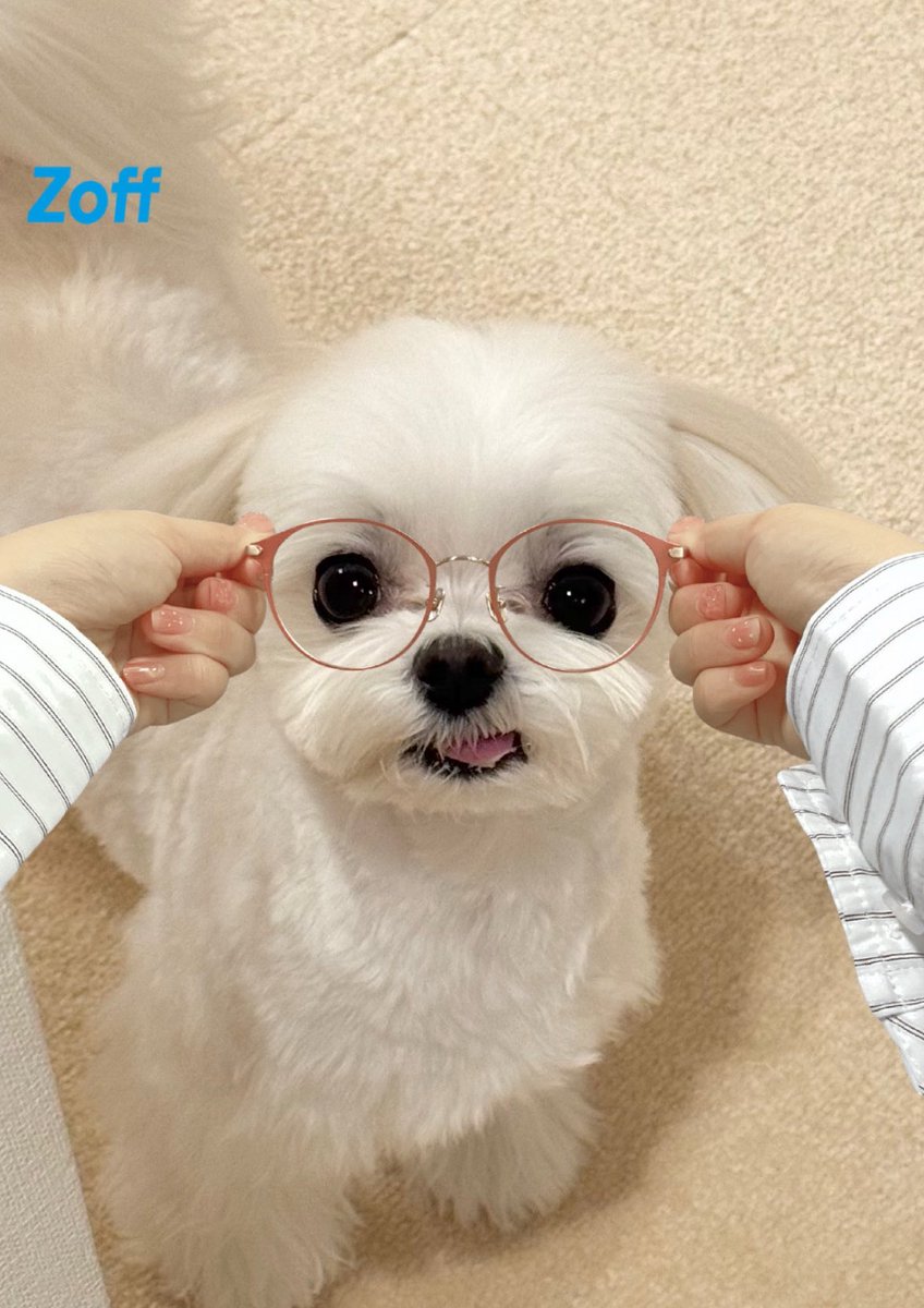 全部犬のせい tweet media