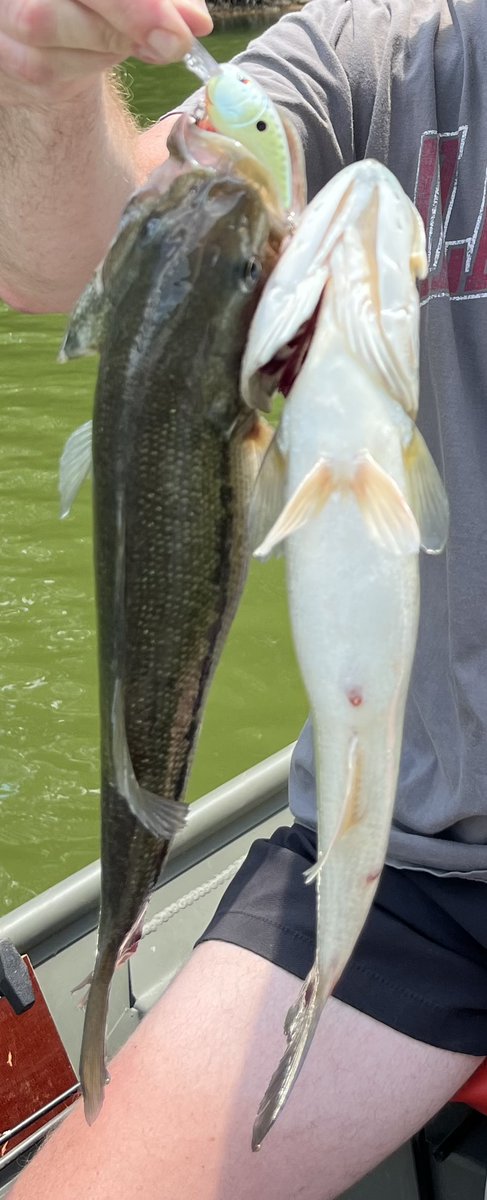 +salt +water +fishing +reels Penn BTLIV5000DX Battle IV DX Spinning Reel main image 0