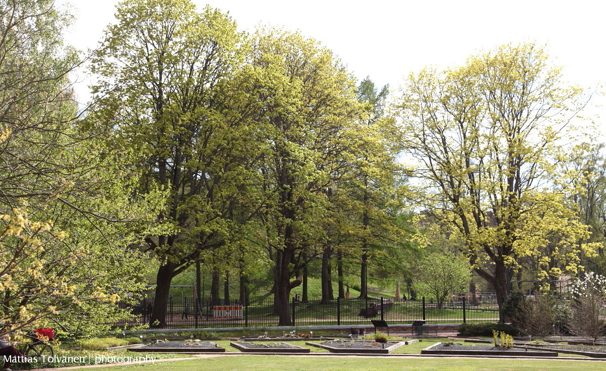 MattiasTolvanen's tweet photo. Kaisaniemenpuistossa vihertää, #Kaisaniemenpuisto and #Kaisaniemi #Botanic Garden in #Helsinki Finland #spring #May #toukokuu #kevät https://t.co/N6uQylE3NC