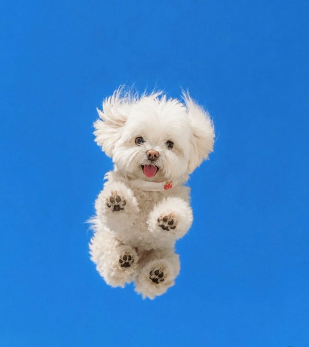 Puppies 🐶 tweet media