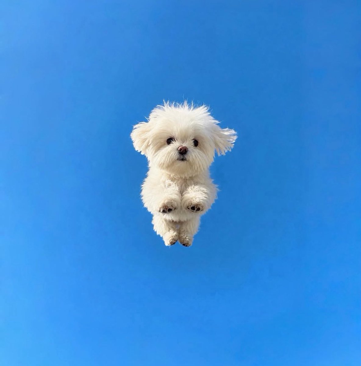 Puppies 🐶 tweet media