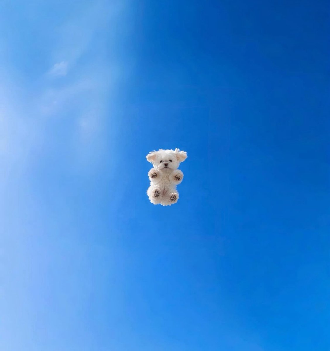 Puppies 🐶 tweet media