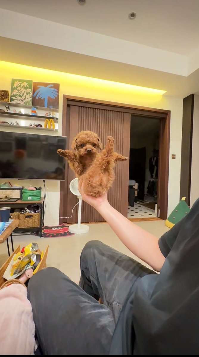 癒しの動物 tweet media