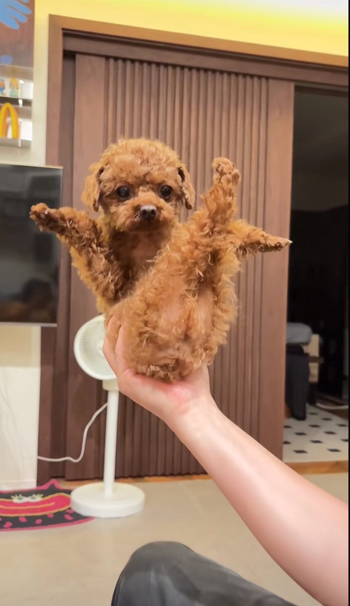 癒しの動物 tweet media