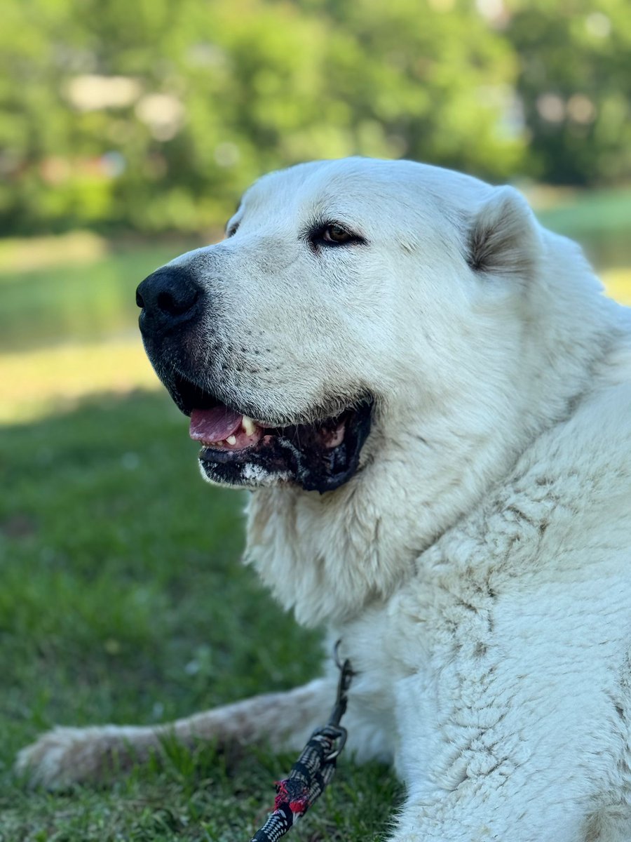 SavingStraysUK's tweet photo. Why don't you head over to our pre-loved auction to help raise funds for our dogs, like terminally ill Angel pictured here. https://t.co/dgmSzKcSJS
#Angel #raisefunds #preloved #rescuedogsofX #pleasehelp https://t.co/tnScmjoxdJ