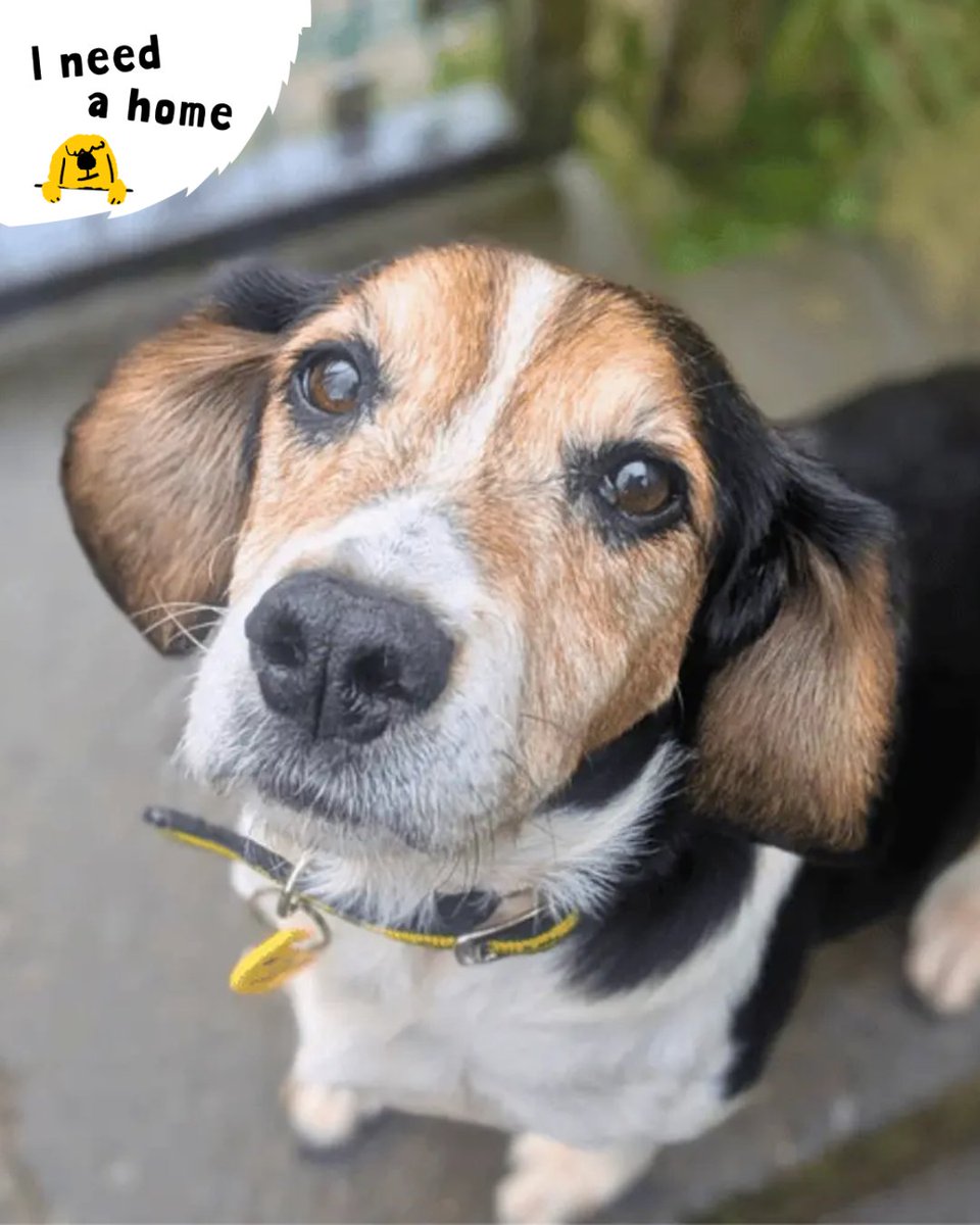 DogsTrust West Calder (Edinburgh) and Dundee tweet media