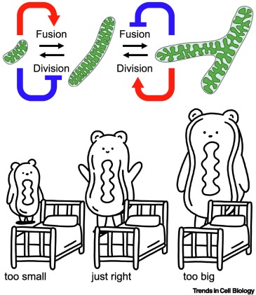 Trends Cell Biology tweet media