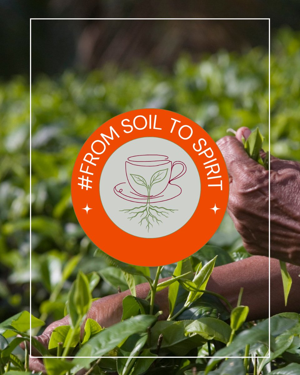 Tea & Herb Assoc Canada tweet media