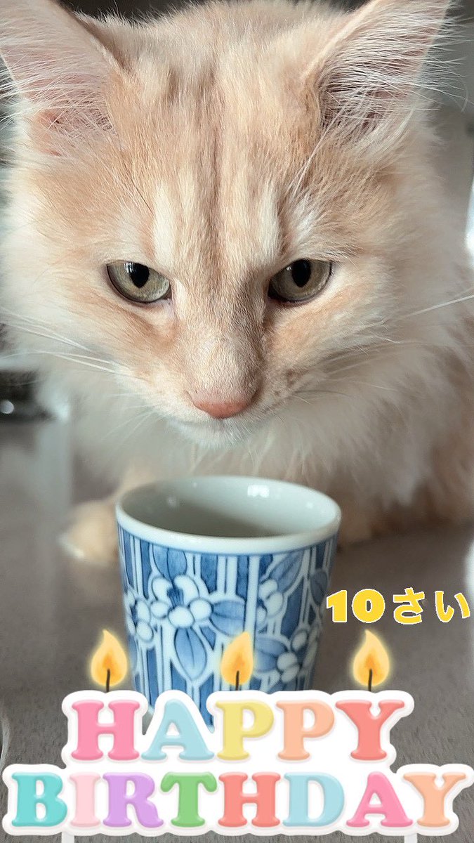 高梨ゆづ🐈 tweet media