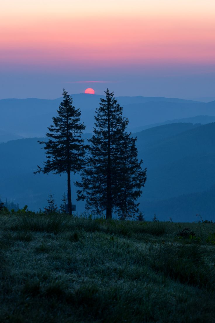 Nature On Earth tweet media