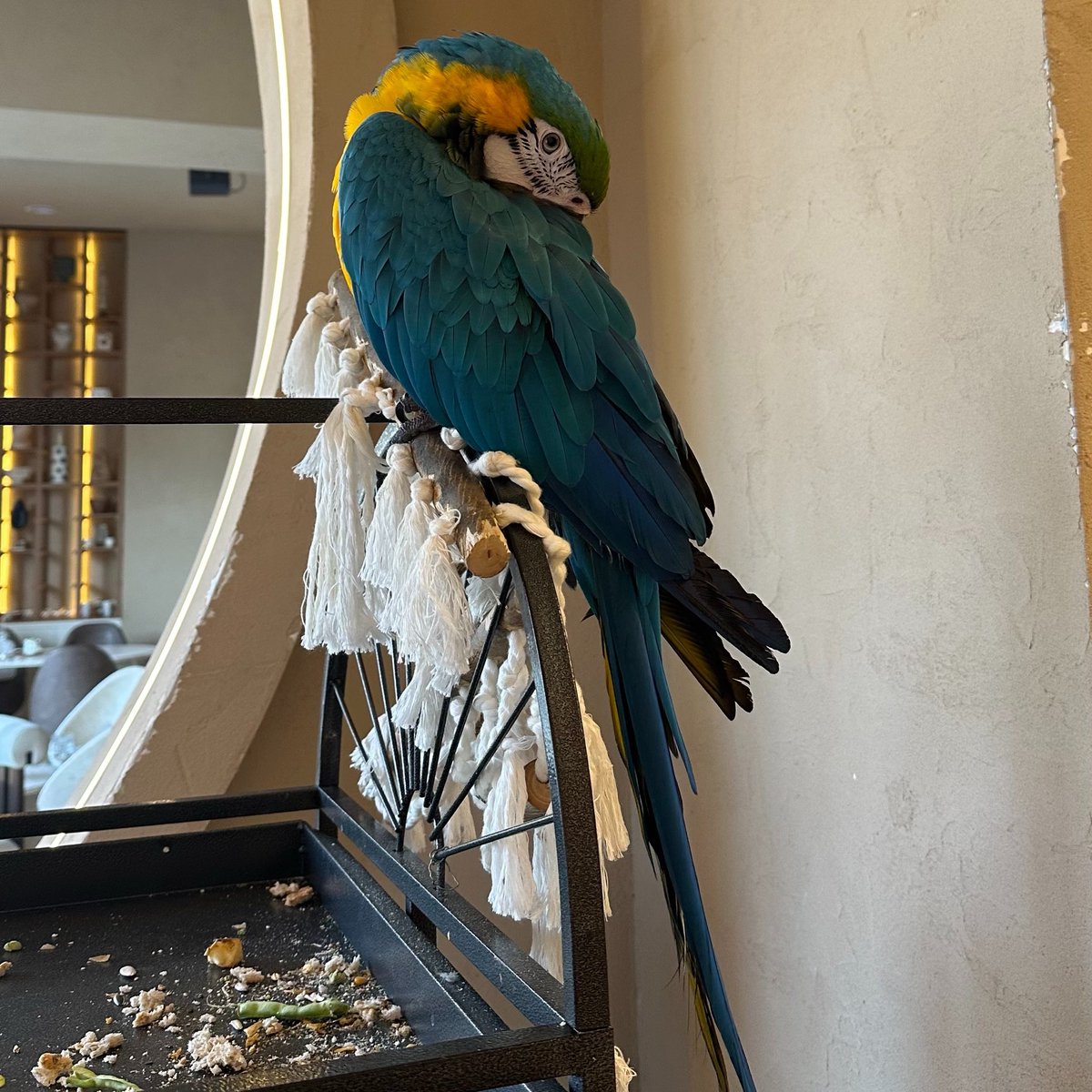 🥥 tweet media