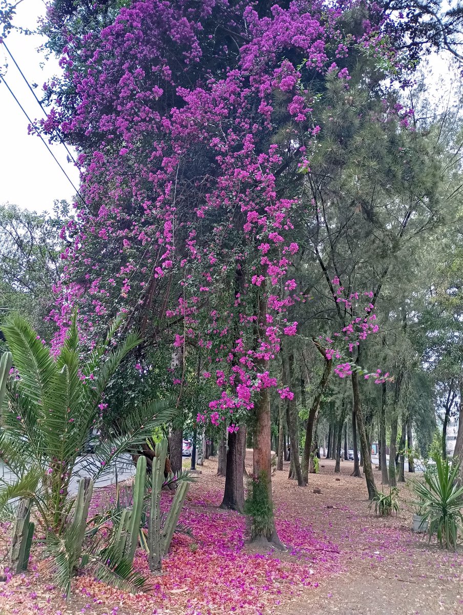 gjlh80's tweet photo. Se terminó la temporada de #Jacarandas, pero siempre están las bellas, coloridas y frondosas #Bugambilias!!! ♥️ https://t.co/LNRyYGaeHN