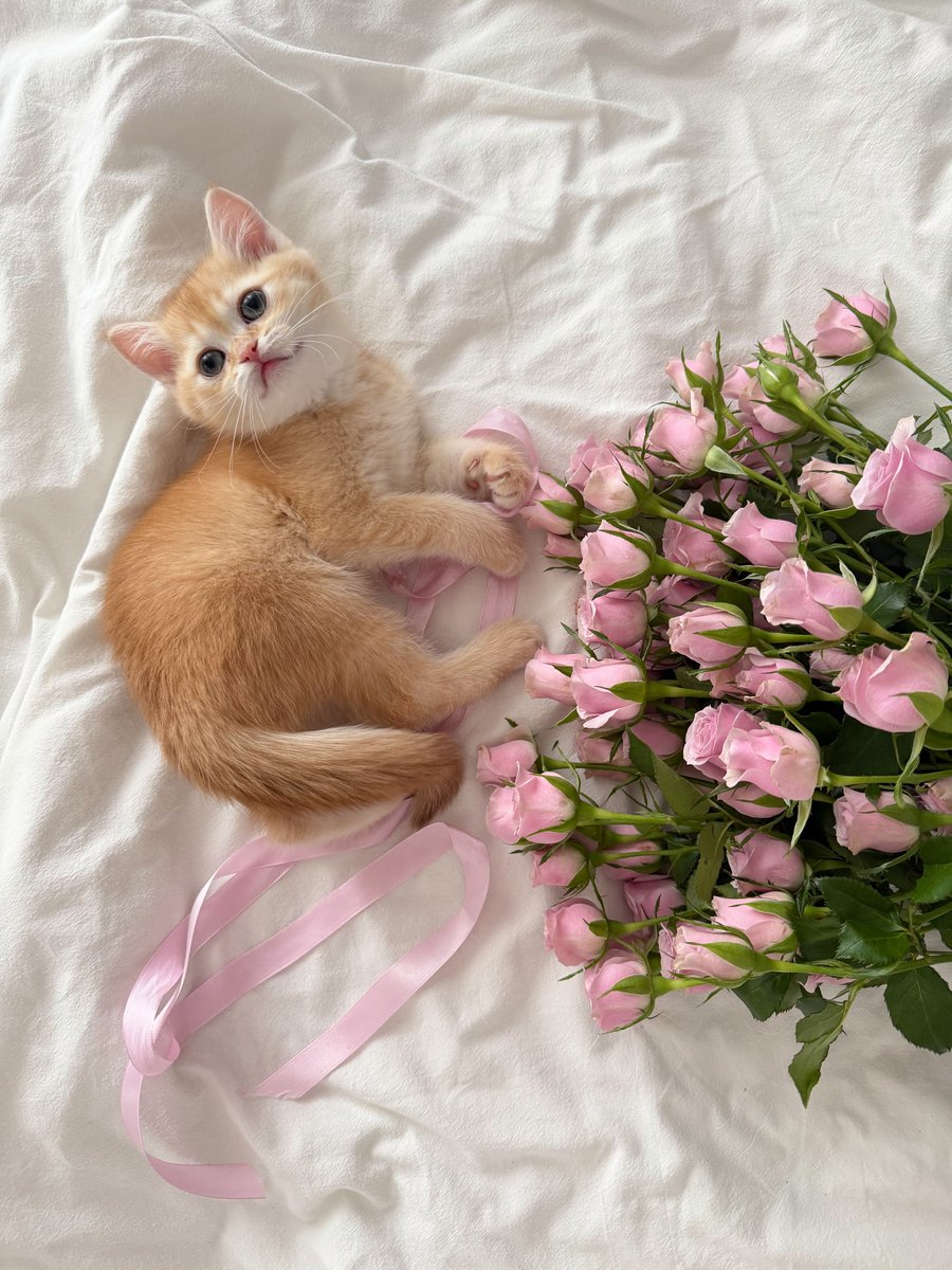 Bloomify tweet media
