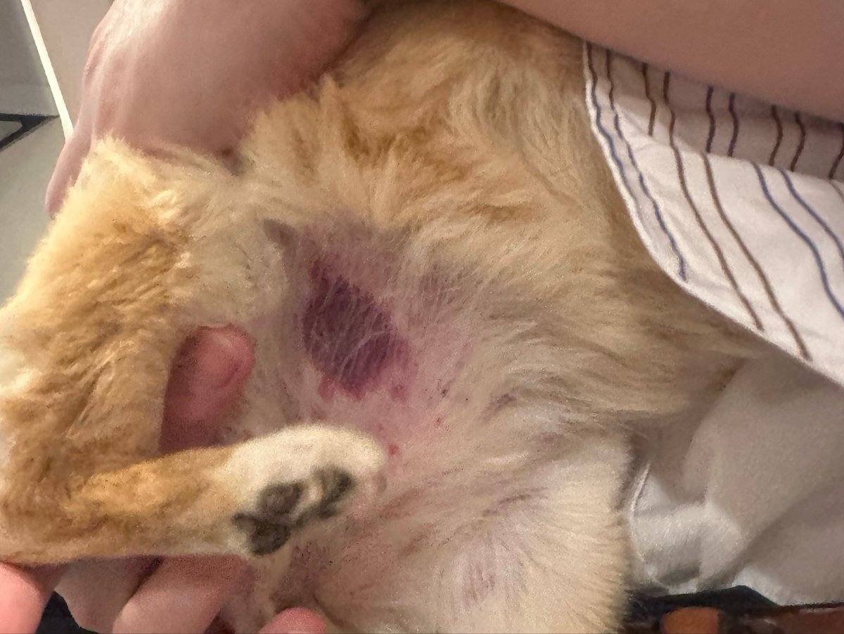 緊急 ドナー犬探しています。 チワワです。 tweet media