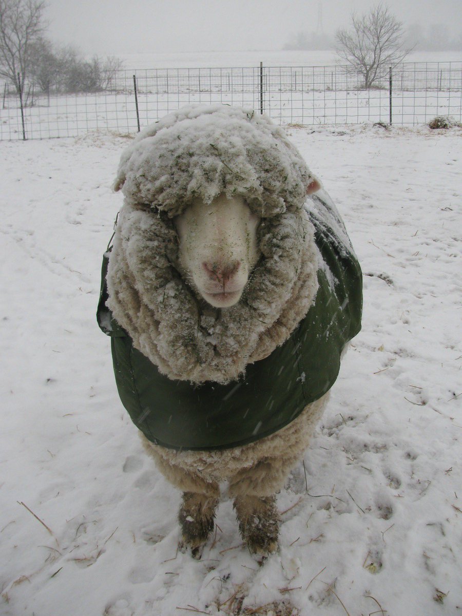 sheep tweet media