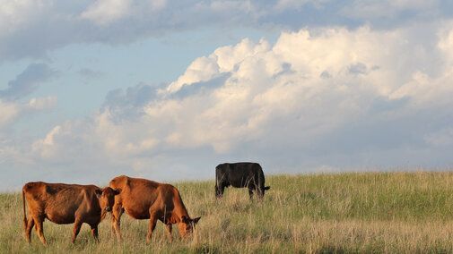 West Central Research and Extension Center tweet media