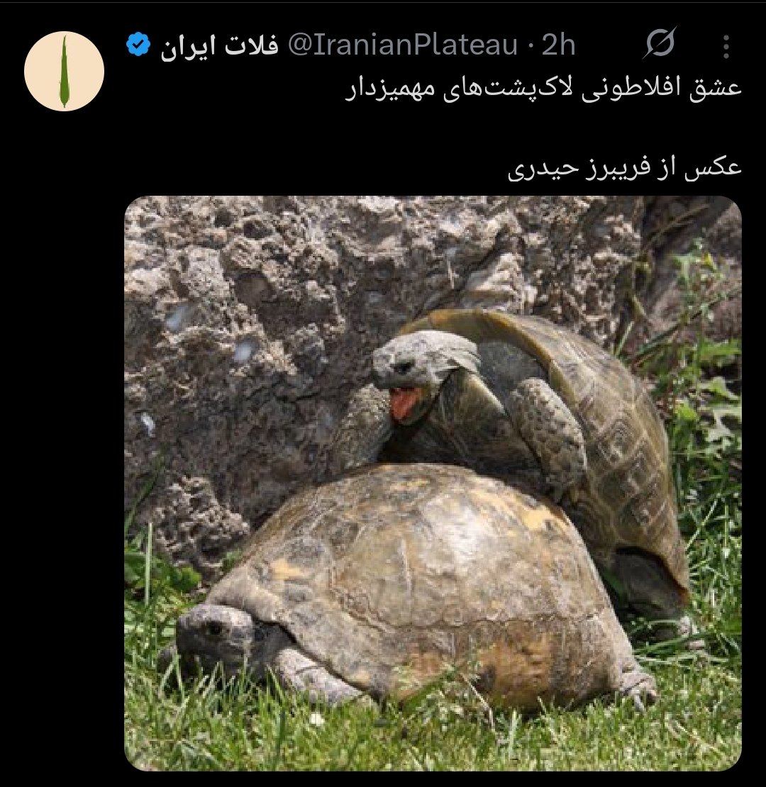 Ashkan Shayegan | اشکان شایگان tweet media
