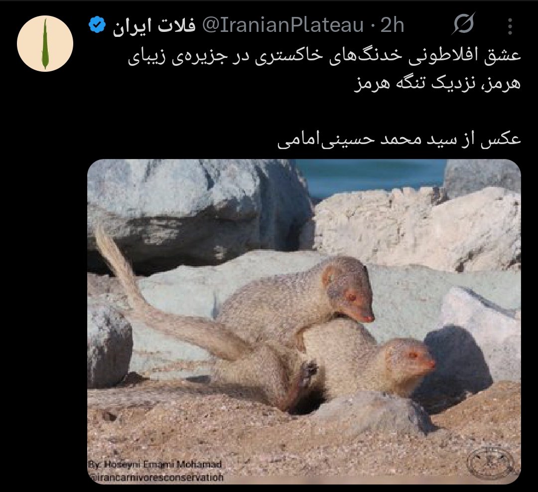 Ashkan Shayegan | اشکان شایگان tweet media