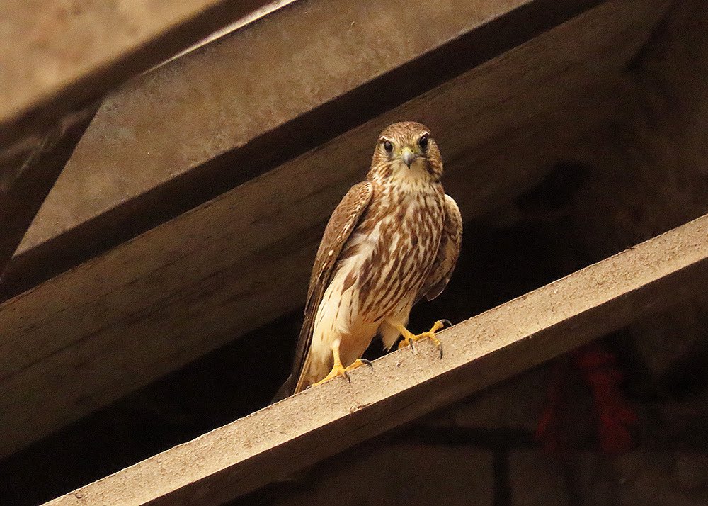 boerinhendrika's tweet photo. Vanmiddag een #smelleken in de stal, met dank aan #ObsIdentify Een doortrekker?🤷🏼‍♀️Nieuwe soort voor hier. 

#boerennatuur💚
#gangbare_landbouw🍀
@Britnatureguide 
#BirdsSeenin2026 in the #Netherlands https://t.co/UV4d8mtNZE