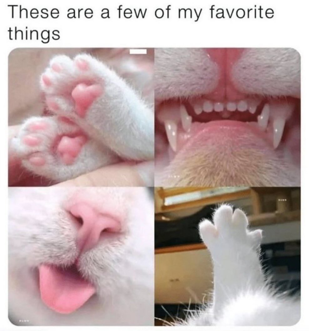 smol silly cat tweet media