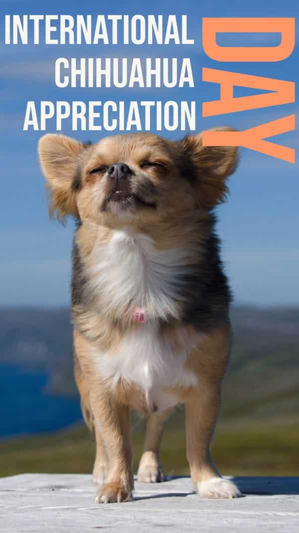 DogTipper's tweet photo. Happy International Chihuahua Appreciation Day! https://t.co/dxhFACuWAL https://t.co/zZv0x7rnmt