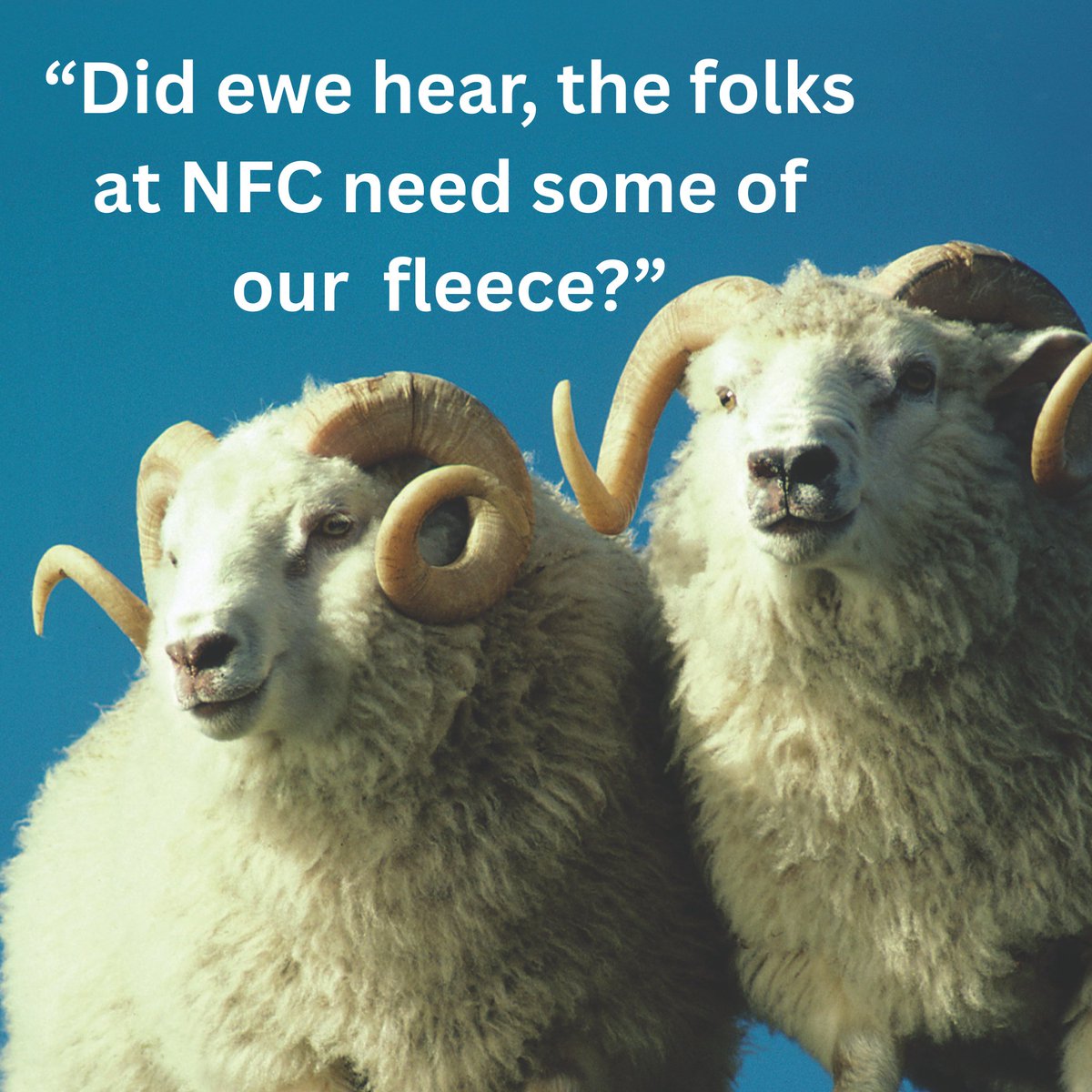 NaturalFibre Company tweet media