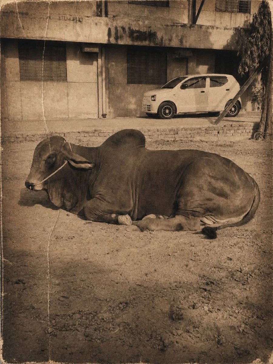 Qasimalitariq's tweet photo. یہ جانور میرے دادا نے 1987 میں 600 کا لیا تھا اس وقت بہت سستا مل گیا اب آج کے زمانے میں یہ کتنے میں مل جائے گا تجربہ کار دوست ضرور بتائیں۔۔ 

نوٹ: تصویر بہت پرانی ہے اس لیے اندازہ لگانا شاید مشکل ہو https://t.co/FCTx2MBLs8