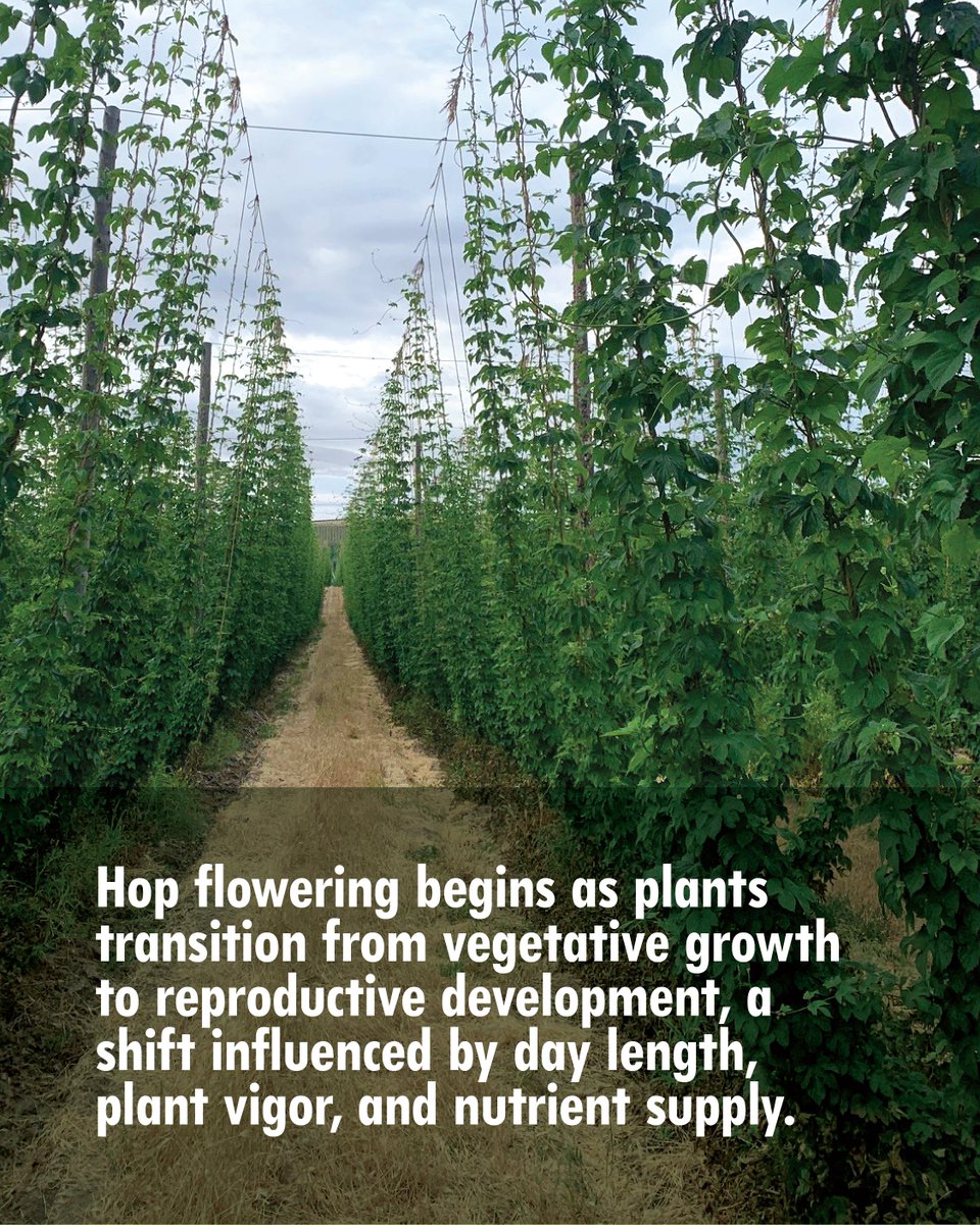 ValentBioStim's tweet photo. Strong flowering. Better cone set. Higher-quality hops.

Flowering and cone development in hops happen in a short, high-impact window that sets the stage for yield and quality. Keeping calcium available to build strong tissue and support cell recovery can make the difference between getting by and maximizing this critical stage.

Read more: https://t.co/uq7Grl9rns

#biostimulants #farming #agribusiness #agtech #biologicals #agriculture