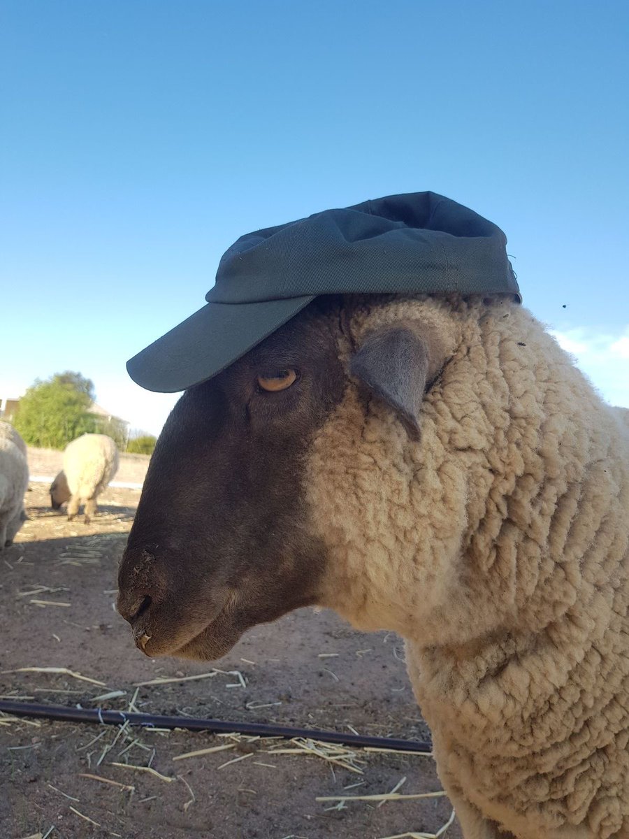 thefarmersheep's tweet photo. my serious face https://t.co/C6IXwVxVOo