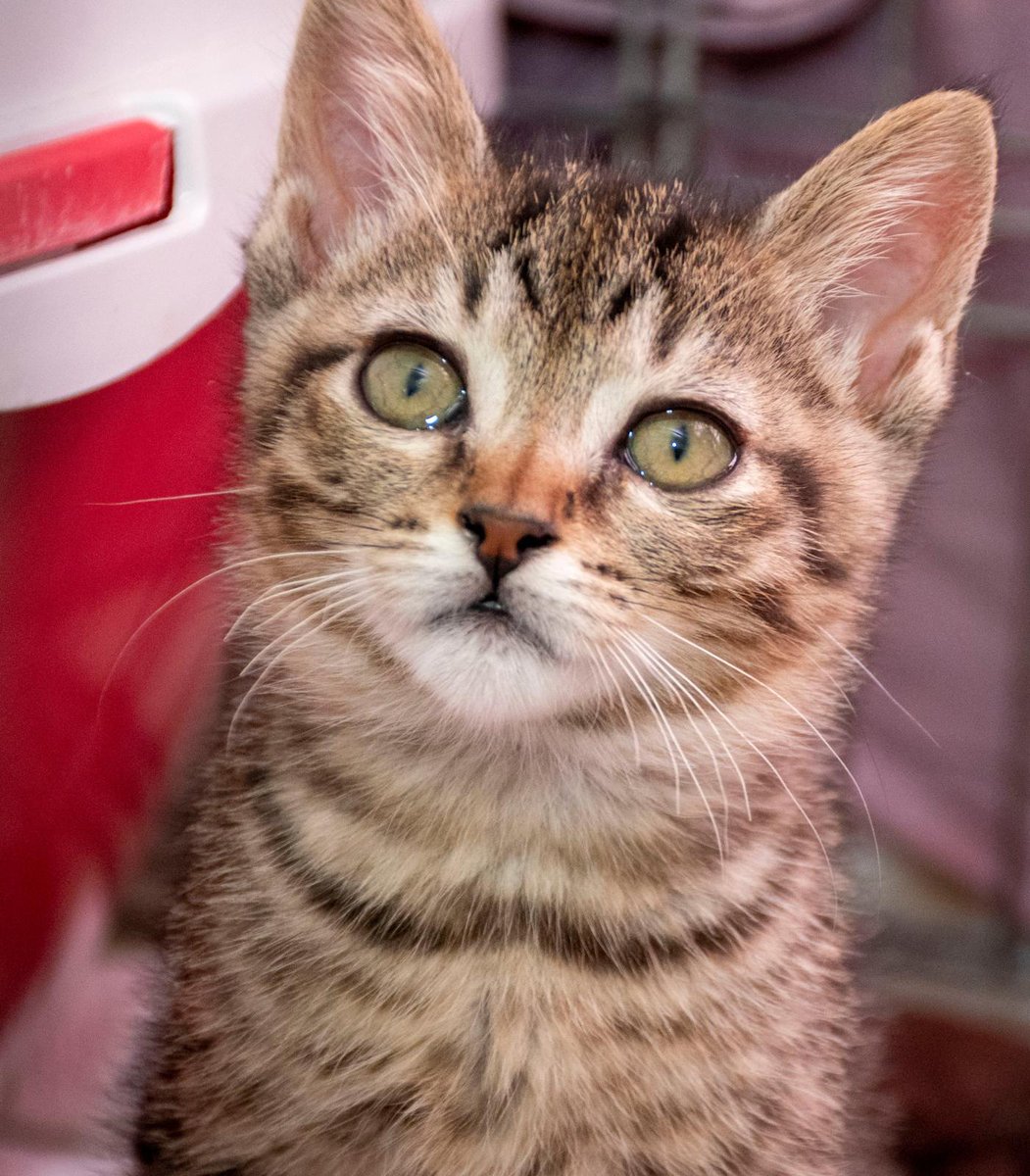 S.O.S. Gatos Murcia tweet media