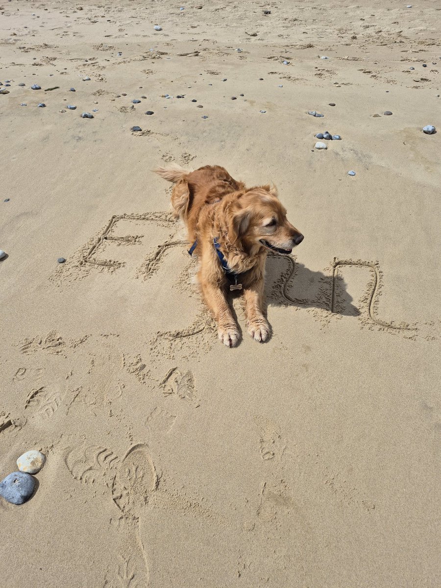Willow the Golden Retriever 🐕 tweet media