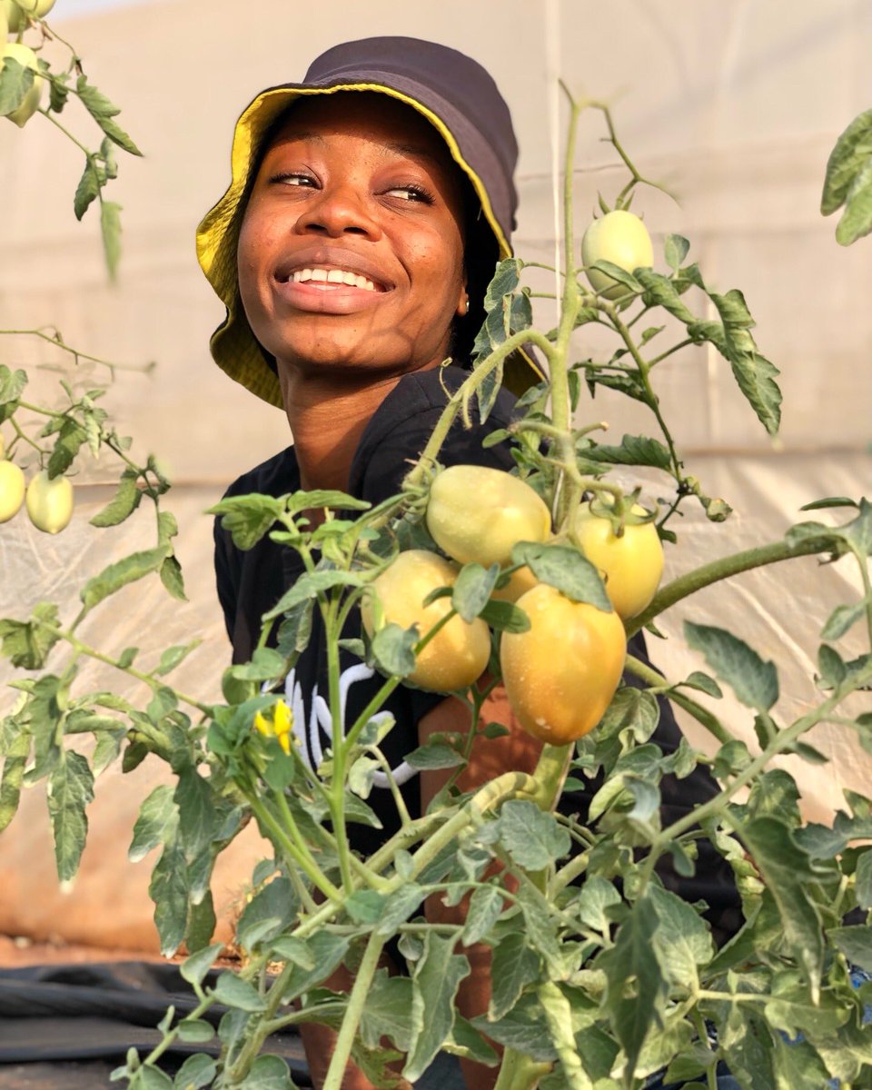 bhelkys's tweet photo. Dear Farmer,

Smart Agriculture is 👇🏾

When you utilize technology and innovative solutions to achieve sustainable Ag.

For example:
Precision Irrigation
Digital Agriculture
Data in Agriculture
Good Agricultural Practices (GAPs)
Climate Smart Agriculture, etc.

#agrictechsis https://t.co/d4IEAvIN7y
