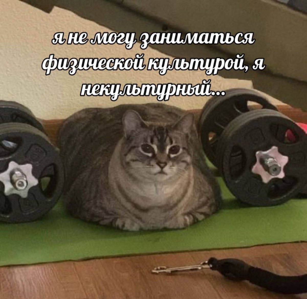 catsilcats's tweet photo. https://t.co/lBnzpK21fq