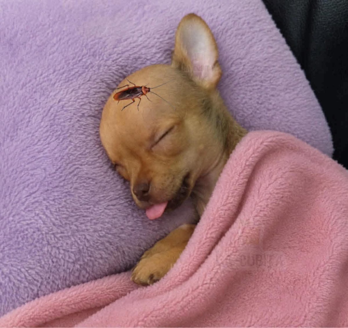 Animalesaprieto's tweet photo. Yo: Soñé que me hacían cosquillitas
Las cosquillitas: https://t.co/3TrcVT7RYv