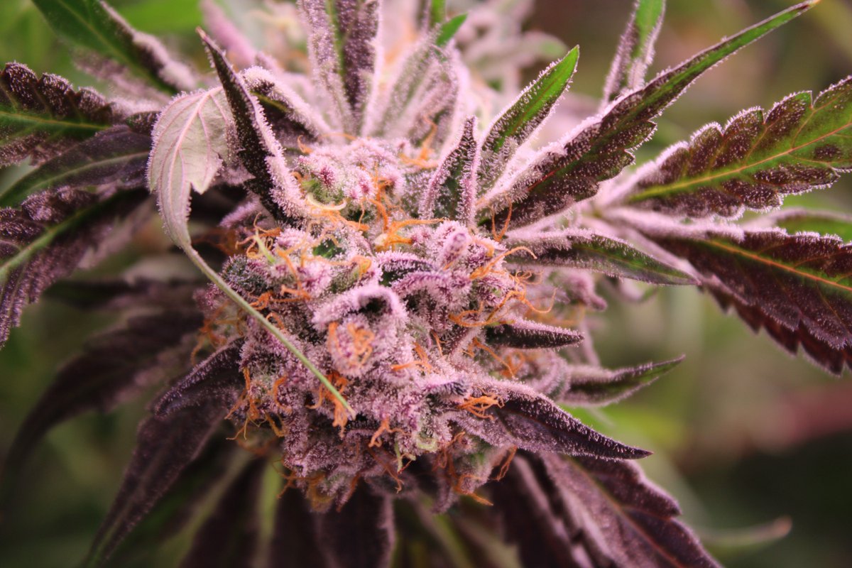 The Victoria Cannabis Company tweet media