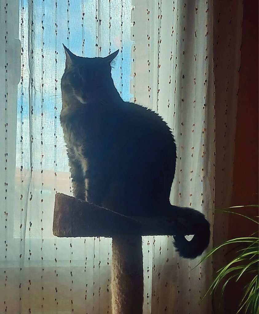 Alevepe1's tweet photo. #Contraluz 😽 https://t.co/J1f0CjurEl