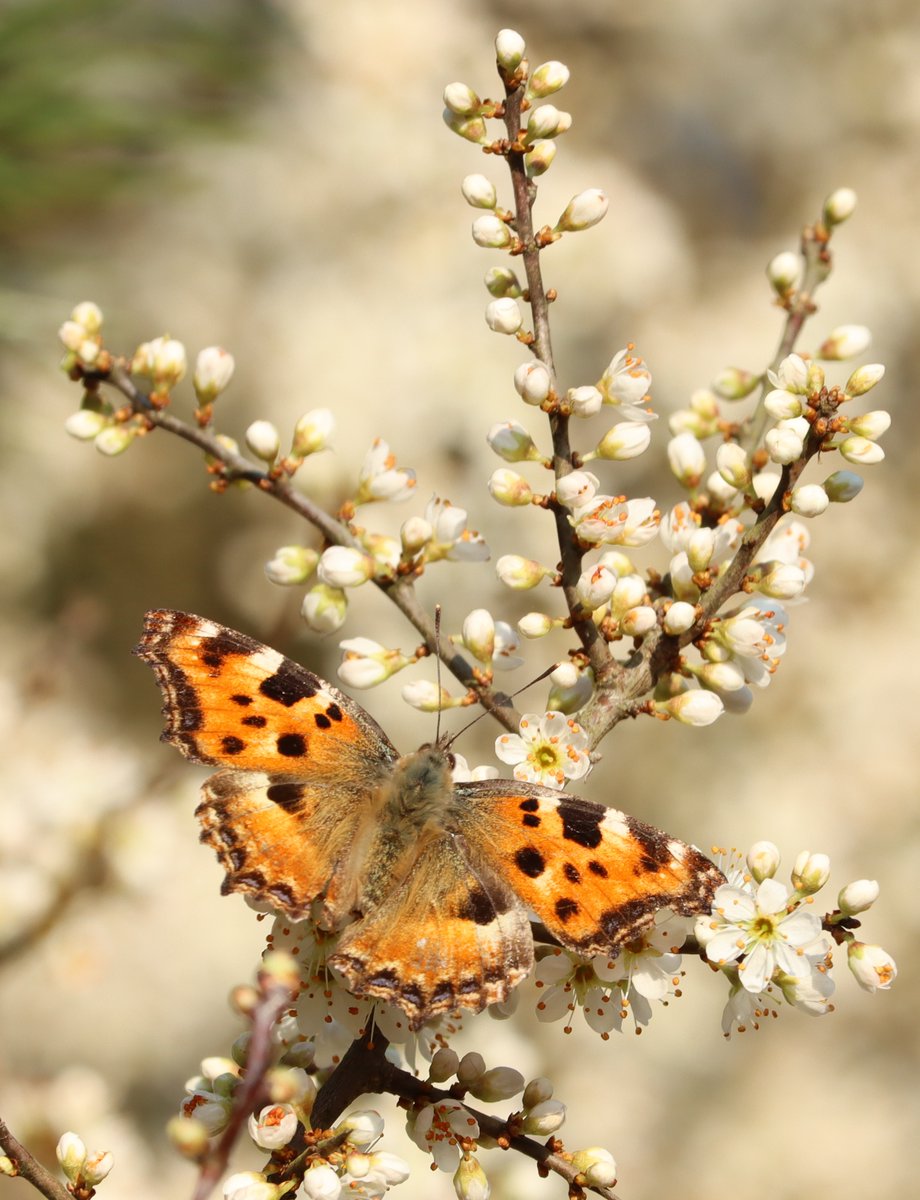 LRPhotoVideo's tweet photo. Hier zijn enkele foto's van de vrij zeldzame Grote vos die ik nam op 21  maart van dit jaar op een open plek in de bossen nabij #Matagne-la-Grande  in het zuiden van de provincie #Namen. De Grote vos is een #vlinder die vooral in het vroege voorjaar te zien is. #grotevos https://t.co/uOo12JCYDw