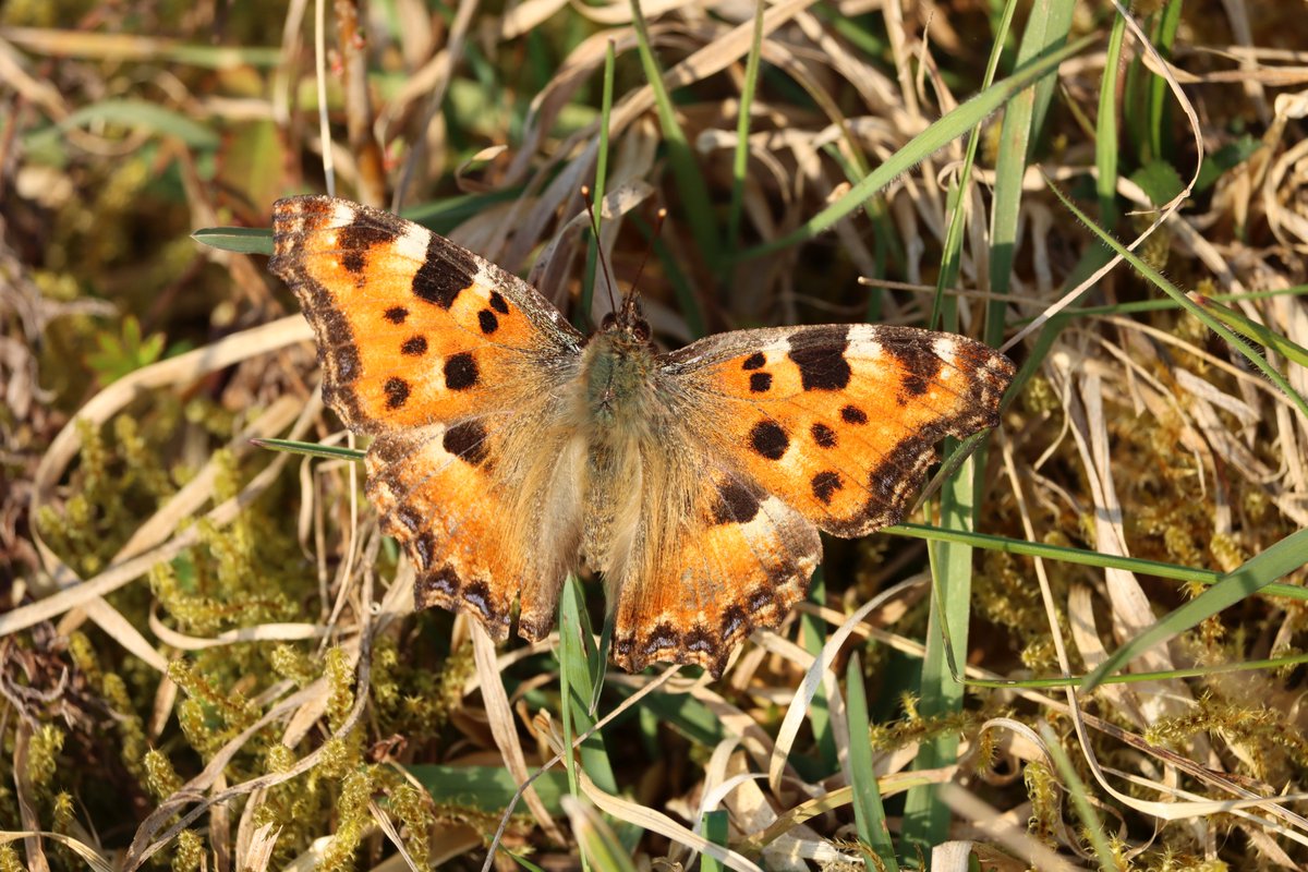 LRPhotoVideo's tweet photo. Hier zijn enkele foto's van de vrij zeldzame Grote vos die ik nam op 21  maart van dit jaar op een open plek in de bossen nabij #Matagne-la-Grande  in het zuiden van de provincie #Namen. De Grote vos is een #vlinder die vooral in het vroege voorjaar te zien is. #grotevos https://t.co/uOo12JCYDw