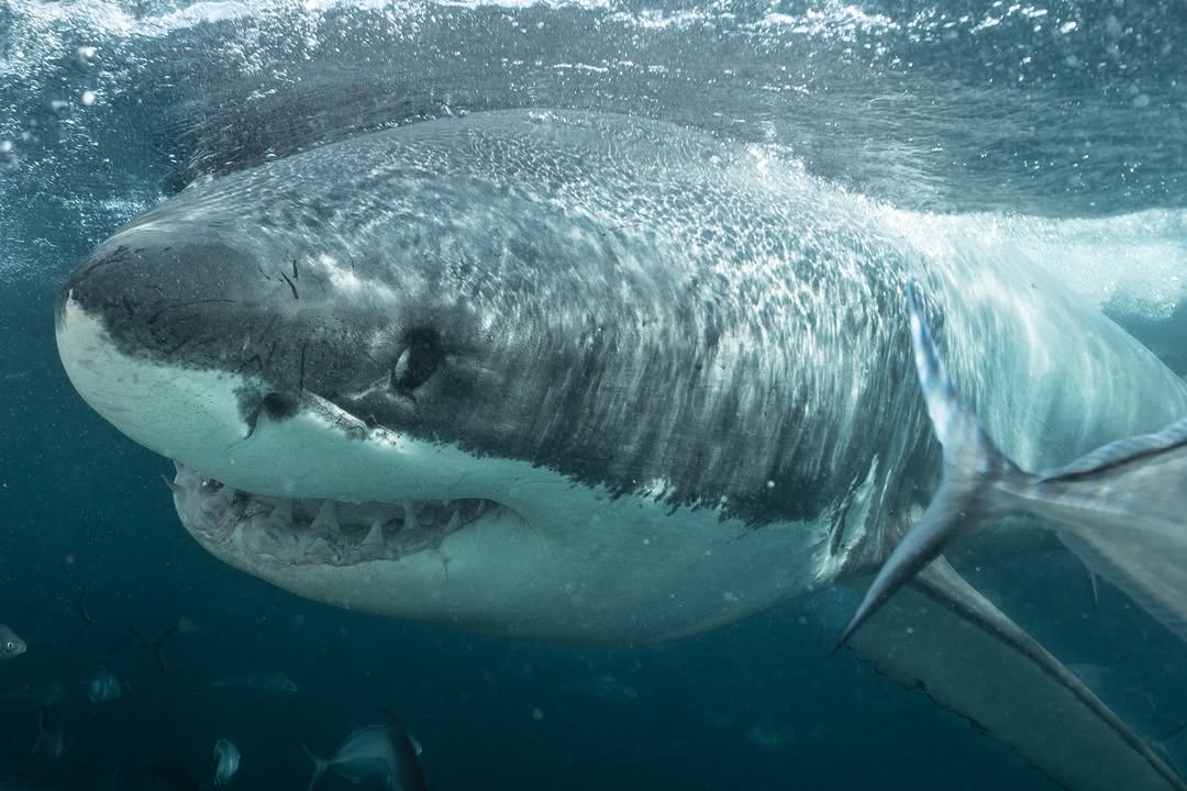 Shark tweet media
