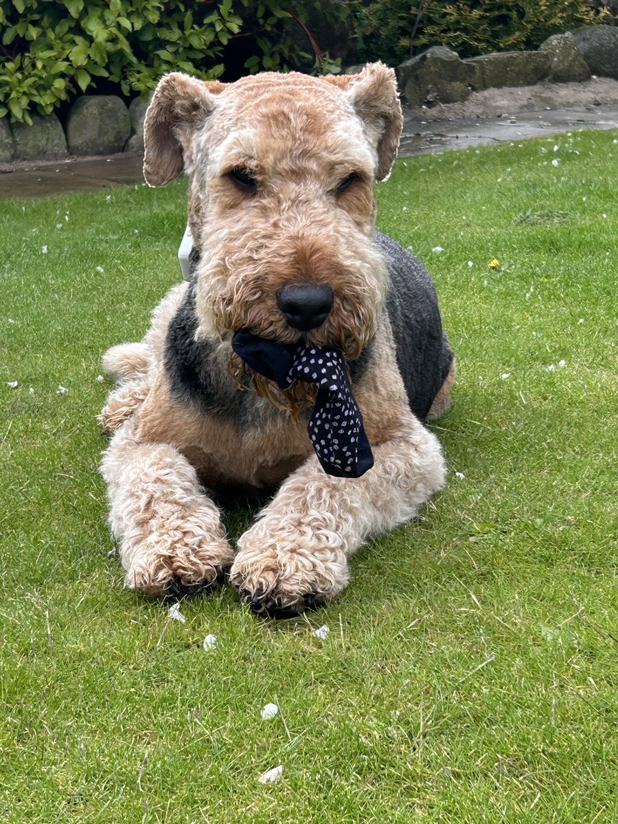 Marcuspdm's tweet photo. Well pals, while mum was sorting the laundry I stealth snuck in and got a sock but I had just had a drink so mum followed the drips to the garden and caught me  🤭 https://t.co/WNMNGA3QzP