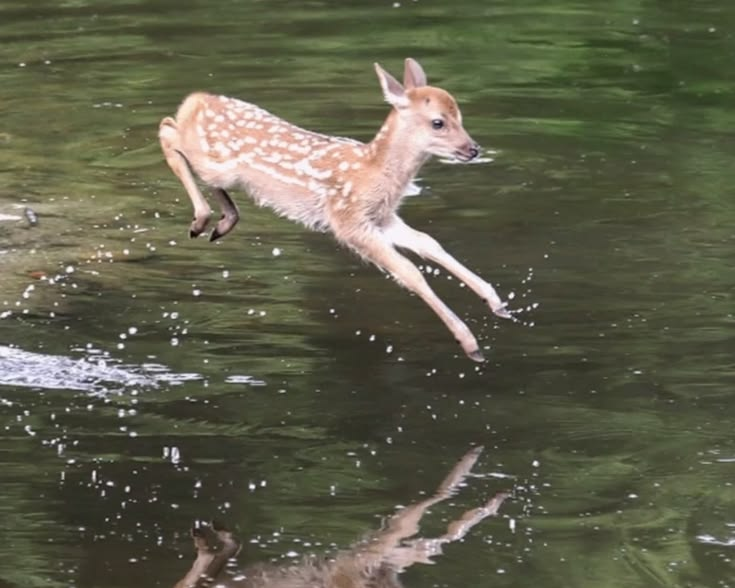John fawn tweet media