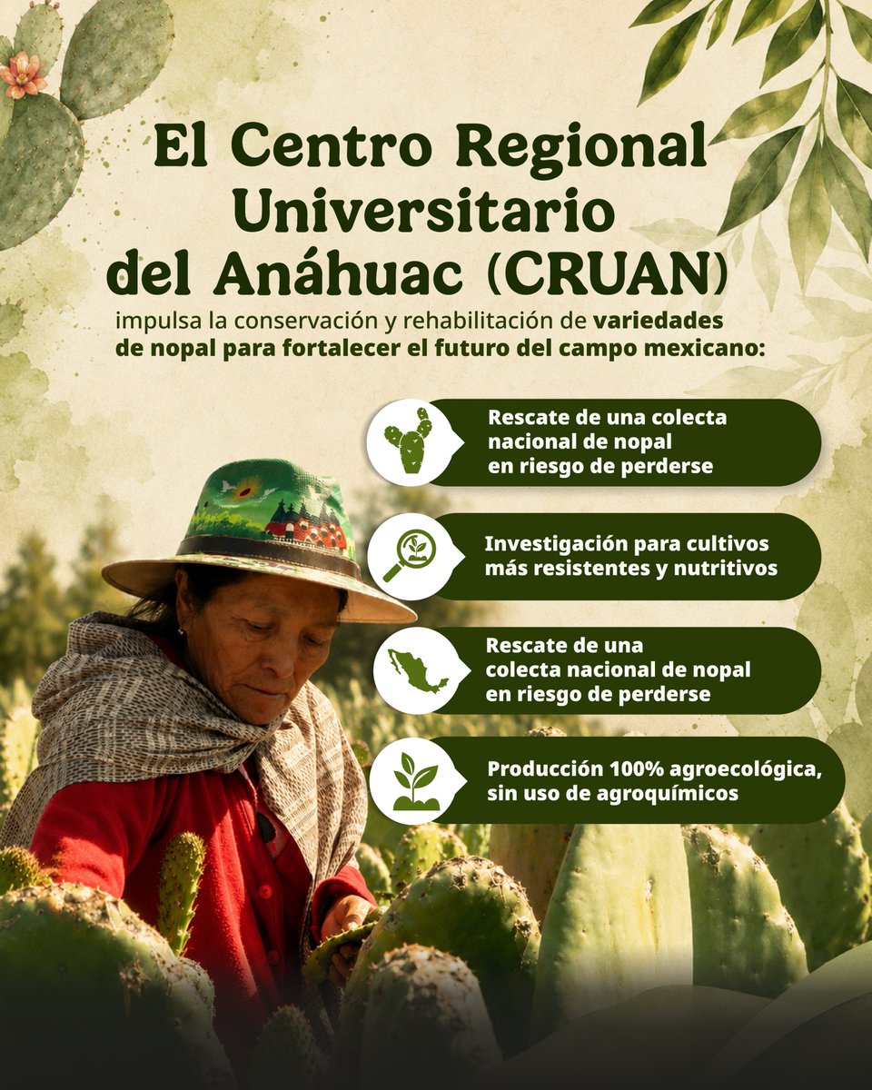 Agricultura_mex's tweet photo. El nopal es patrimonio biocultural, soberanía alimentaria e innovación para el campo mexicano. 🌵🇲🇽

Desde la Universidad Autónoma Chapingo, el Centro Regional Universitario del Anáhuac impulsa la conservación de variedades nativas, la producción agroecológica y el desarrollo de nuevos productos derivados del nopal para generar mayor valor agregado y bienestar para las y los productores. 

Con ciencia, territorio y conocimiento campesino, el nopal renace como símbolo de resistencia y futuro para México.

Más información: https://t.co/ZBQxeKs3N5