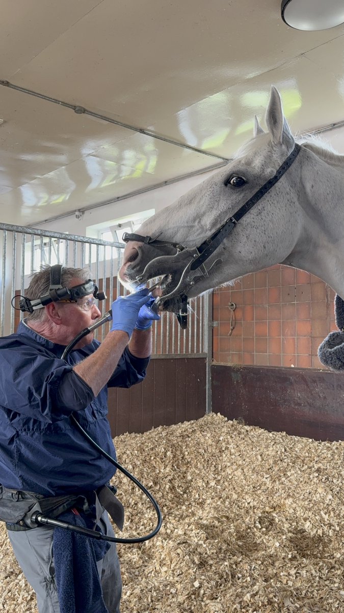 Mer Pol Mounted tweet media