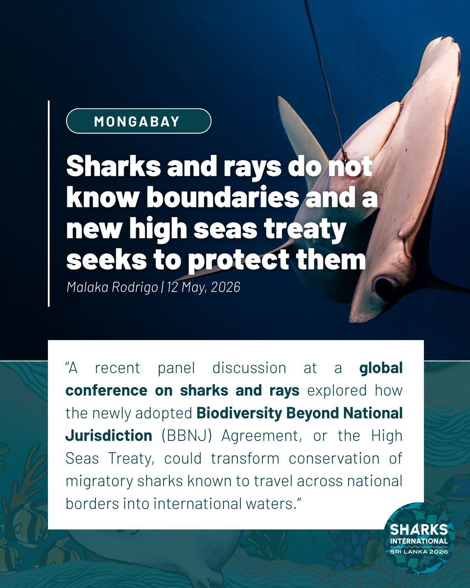 Sharks International 2026 tweet media