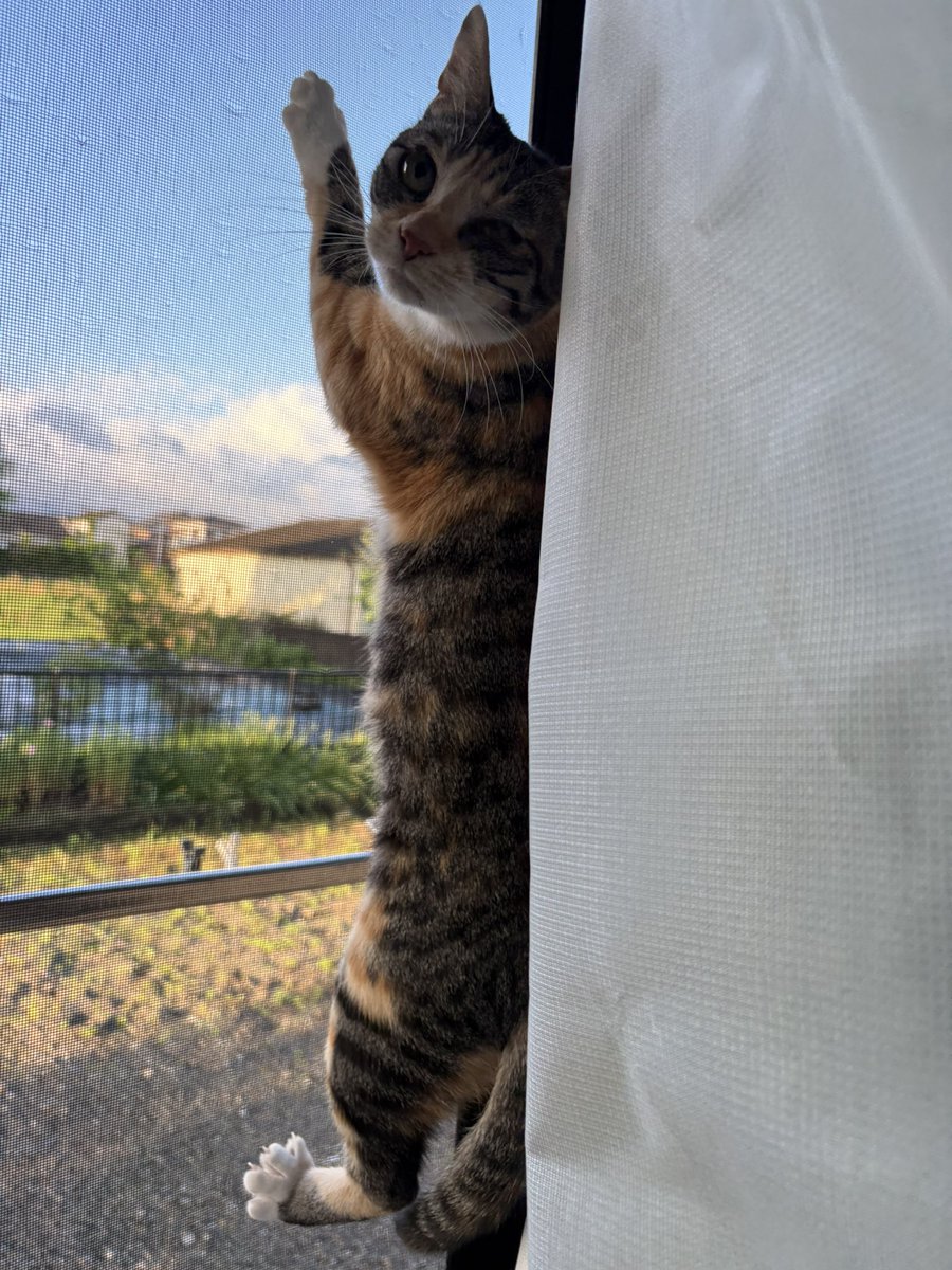 hoshichoco0615's tweet photo. 網戸を登るメルちゃん😅 https://t.co/brD6yNHYTz