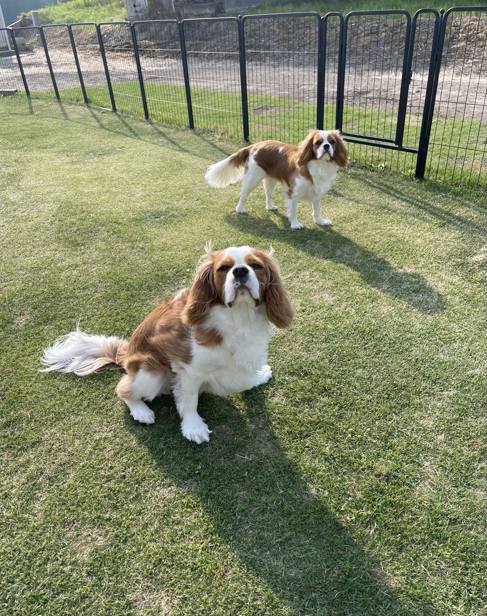 茶々丸&美海パパ tweet media