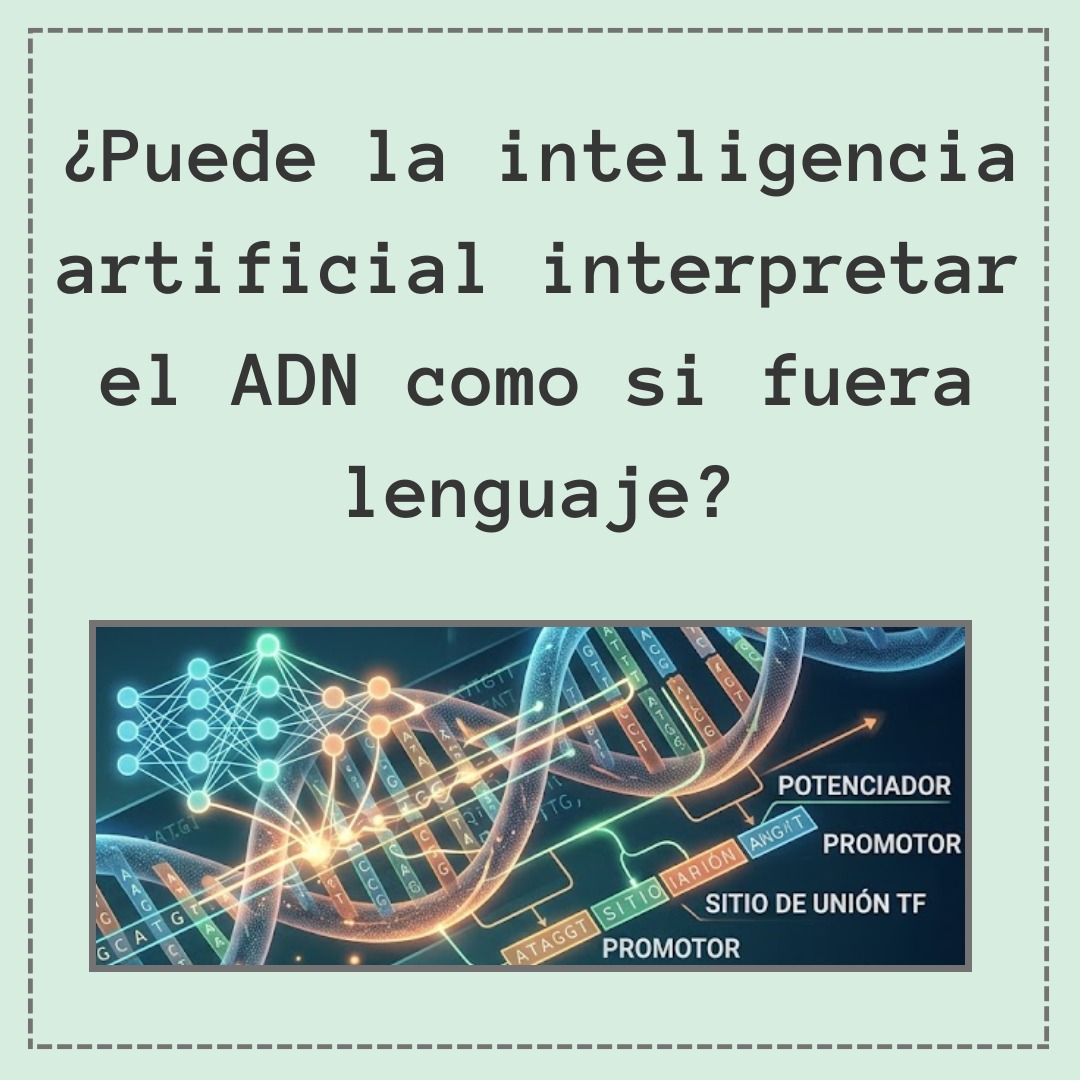 BioinforUSJ's tweet photo. ¿Puede la IA “leer” el ADN como si fuera lenguaje? 🧬🤖
Modelos inspirados en NLP ya identifican señales funcionales en el genoma, abriendo nuevas vías en bioinformática.
El futuro de la genómica se escribe… en código. https://t.co/t87JOQKCzi