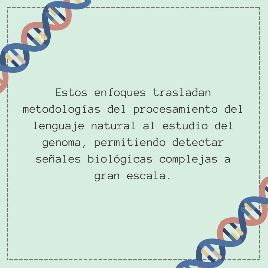 BioinforUSJ's tweet photo. ¿Puede la IA “leer” el ADN como si fuera lenguaje? 🧬🤖
Modelos inspirados en NLP ya identifican señales funcionales en el genoma, abriendo nuevas vías en bioinformática.
El futuro de la genómica se escribe… en código. https://t.co/t87JOQKCzi