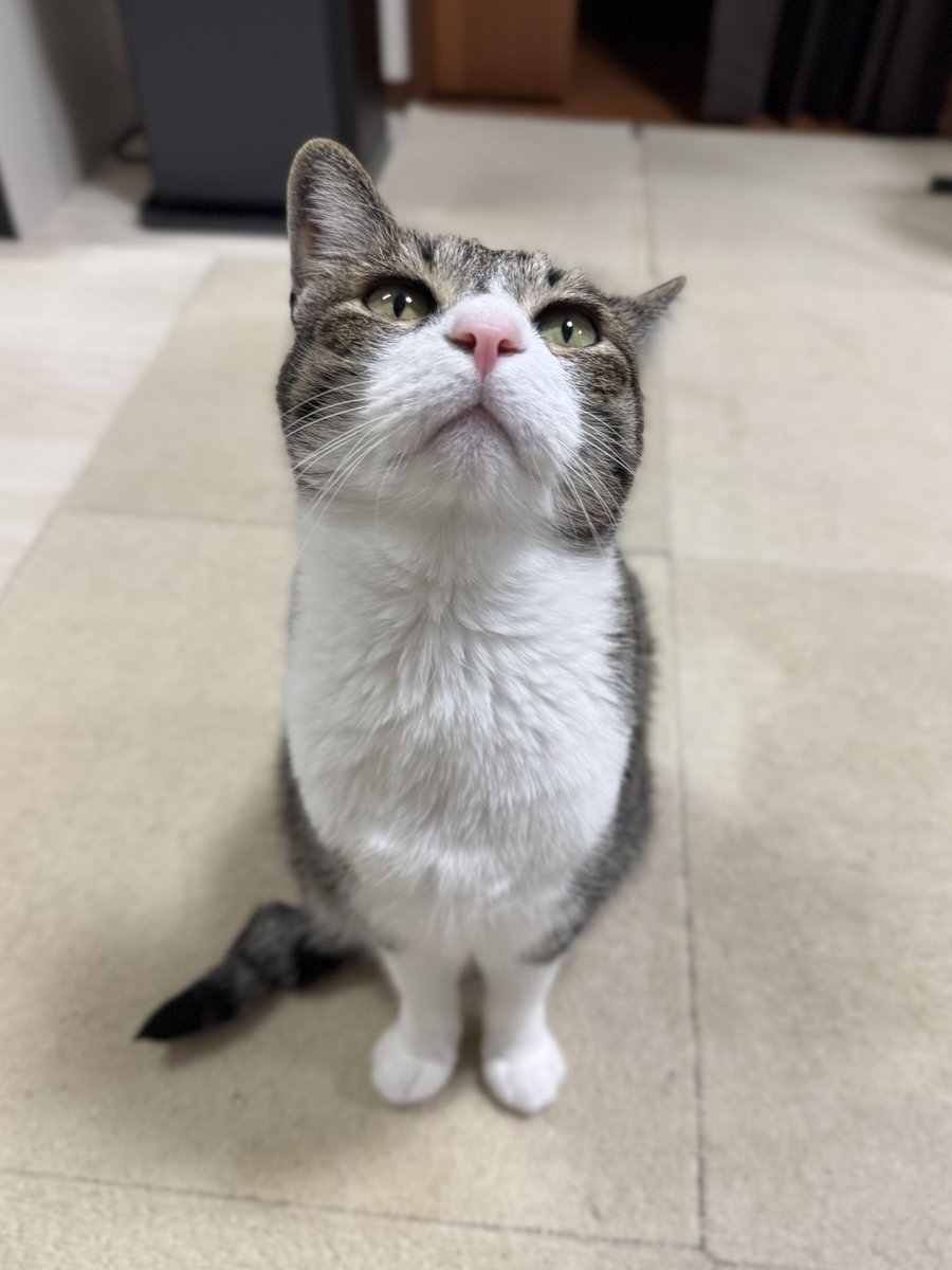 ぎんのねこ (@ginnonekoch) / Posts / X