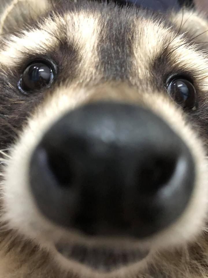 Why you should have a Raccoon tweet media